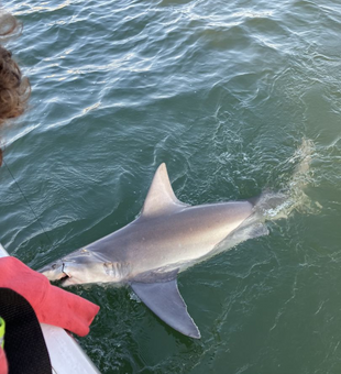 Sun, sea, and great catches in Lewes DE!